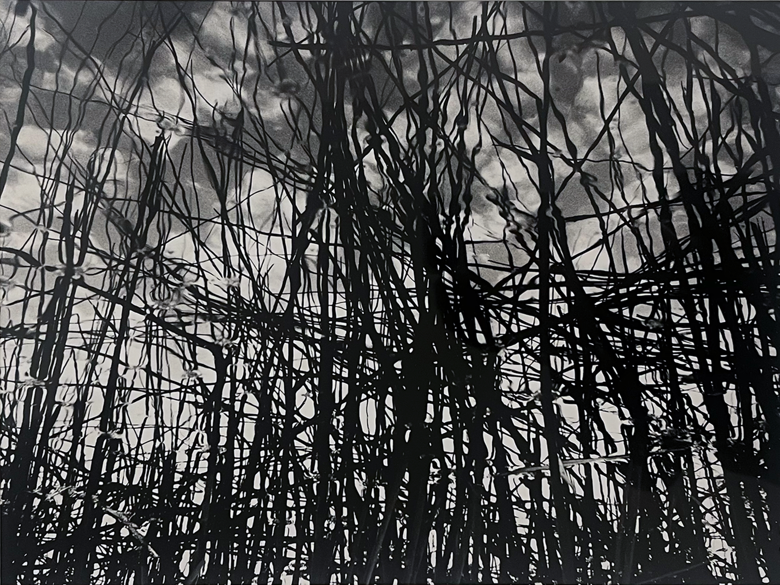 clergue Le marais d'Arles roseaux_.png